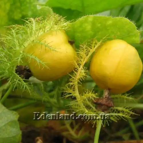 Зображення Пасифлора смердюча (гібіскусолиста) - Passiflora foetida v.hibiscifolia