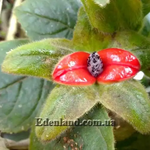 Изображение Дримония аллоплектусовидная - Drymonia alloplectoides