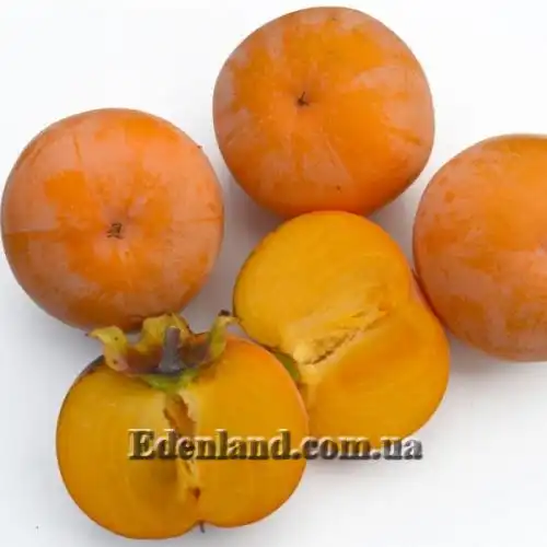 Зображення Хурма Росіянка - Diospyros