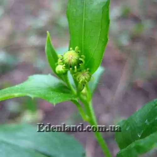 Изображение бутоны