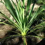 Изображение Юкка славная - Yucca gloriosa