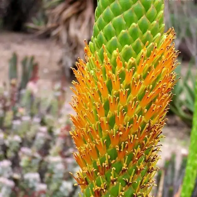 Изображение соцветие