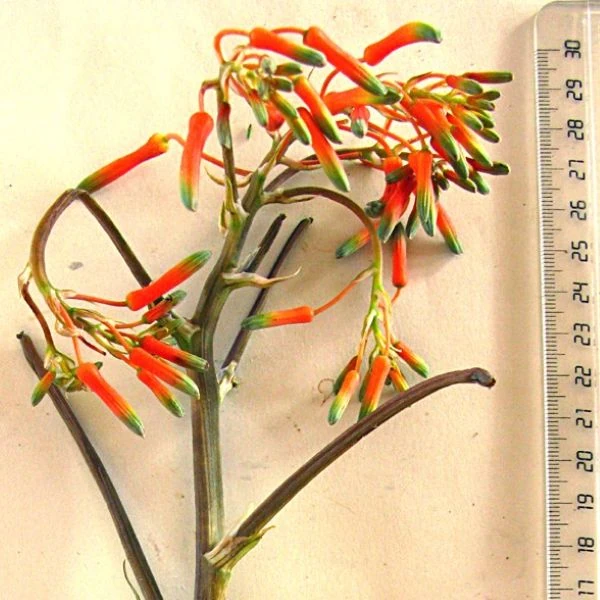 Зображення бутони