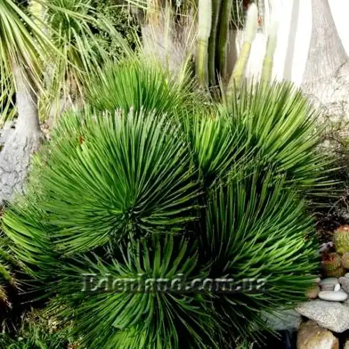 Зображення растения в грунте