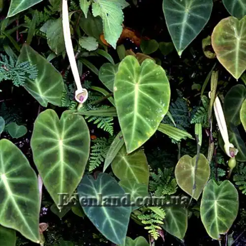 Изображение цветение