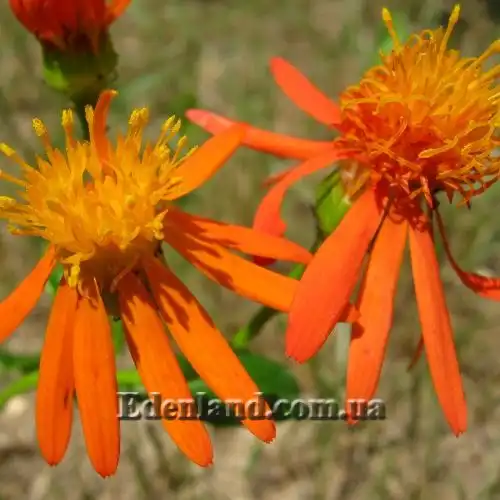 Изображение цветение