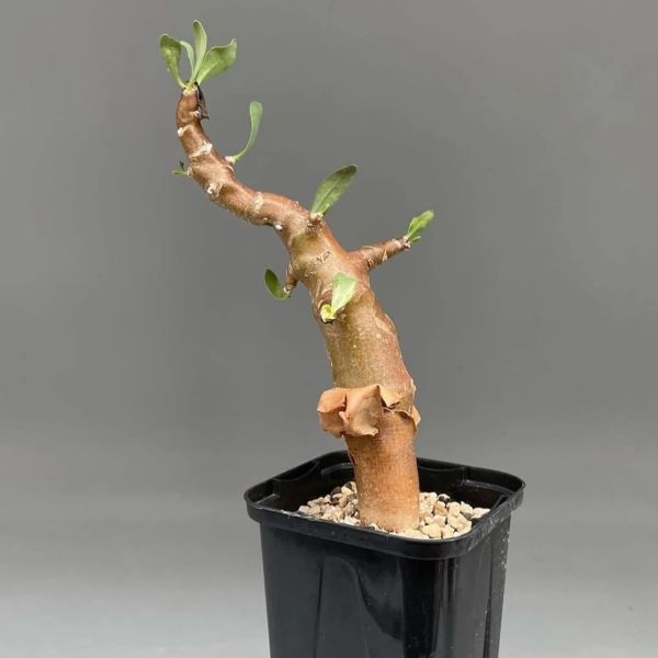 Зображення Отонна дуболиста - Othonna quercifolia