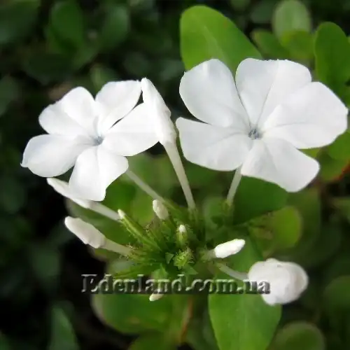 Изображение Плюмбаго ушковидное (белое) - Plumbago auriculata (alba)