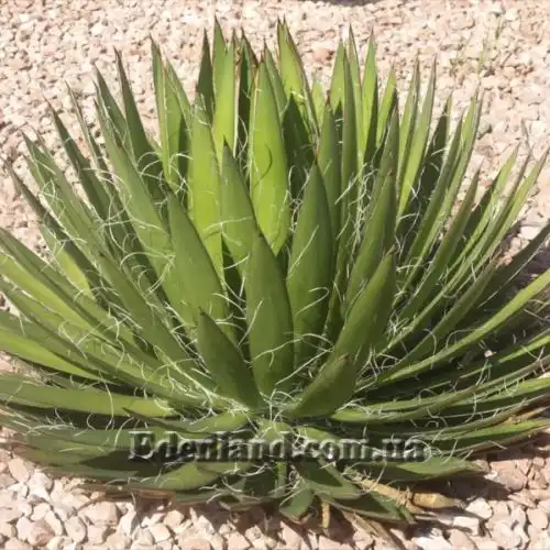 Зображення Агава нитконосна - Agave filifera
