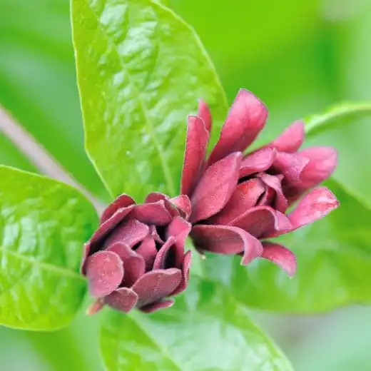 Изображение Каликант цветущий - Calycanthus floridus