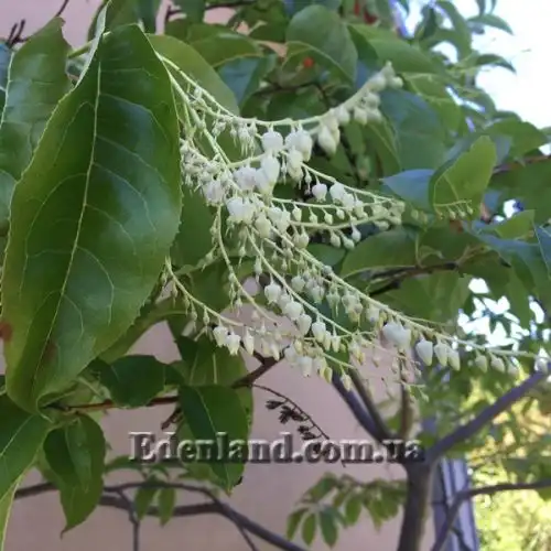 Изображение Оксидендрум древовидный - Oxydendrum arboreum