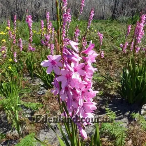 Изображение Ватсония Бурбонская - Watsonia borbonica 