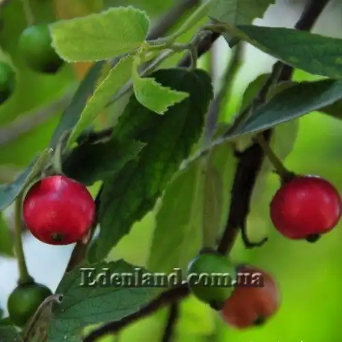 Изображение Мунтингия калабура - Muntingia calabura