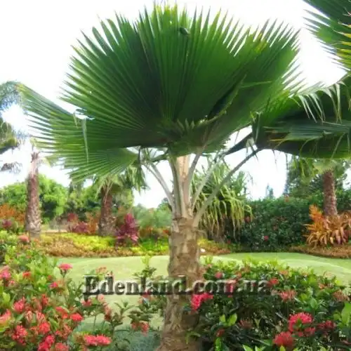 Изображение Притчардия тихоокеанская - Pritchardia pacifica