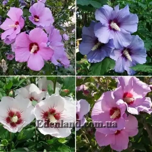 Изображение Гибискус сирийский (цвет - смесь) - Hibiscus syriacus