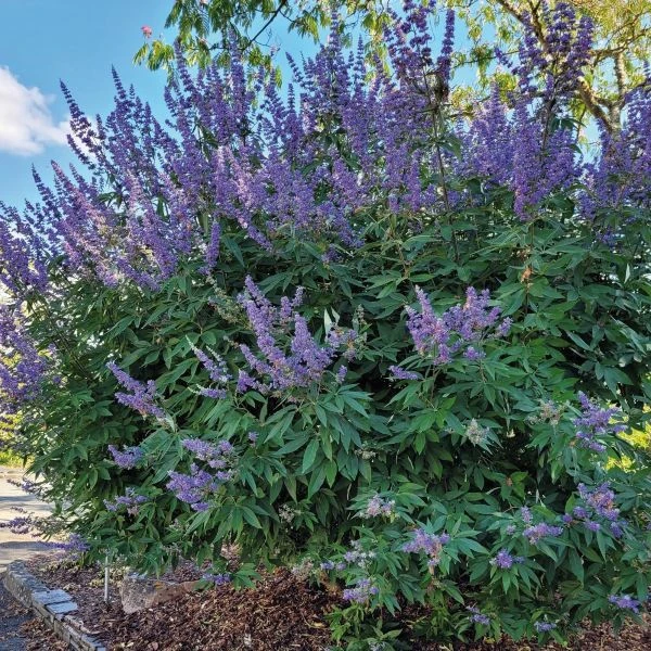 Изображение Витекс священный  - Vitex agnus - castus
