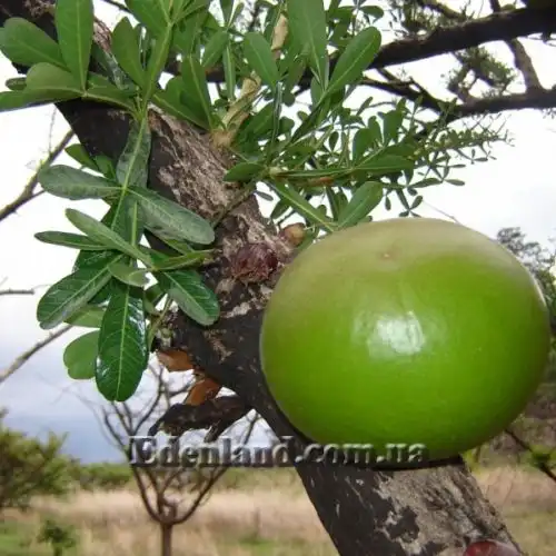 Зображення Кресцентія крилата - Crescentia alata