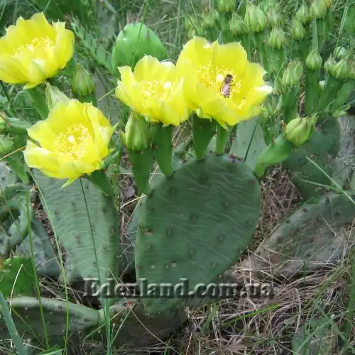 Зображення Опунція стисла - Оpuntia compressa