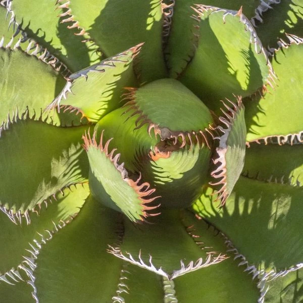 Изображение Агава ужасная 