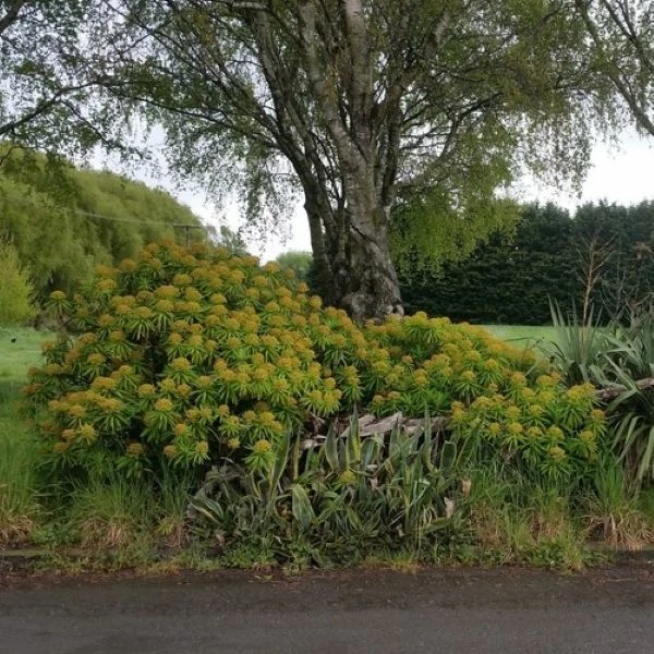 Зображення Молочай (Єуфорбія) медоносний - Euphorbia Mellifera