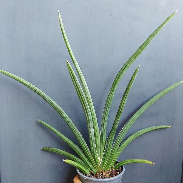 Зображення Драцена Пірсона - Dracaena pearsonii