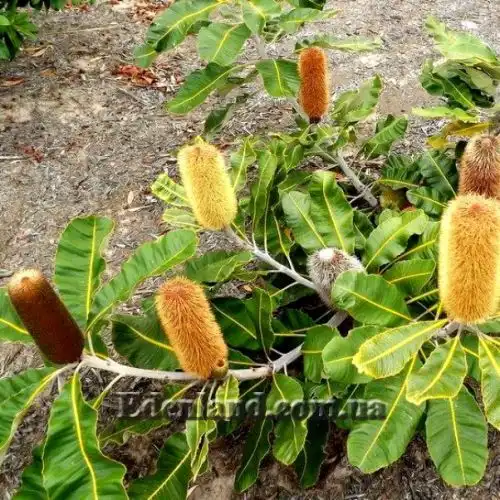 Изображение Банксия мощная - Banksia robur