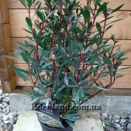 Изображение Дримис ланцетный  - Drimys lanceolata