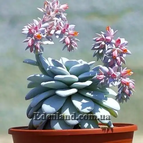 Изображение Эчеверия (Эхеверия) Лау - Echeveria laui