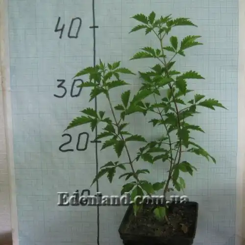 Изображение саженцы в продаже