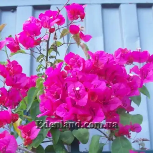 Изображение Бугенвиллия сорт Vera Deep Purple - Bougainvillea