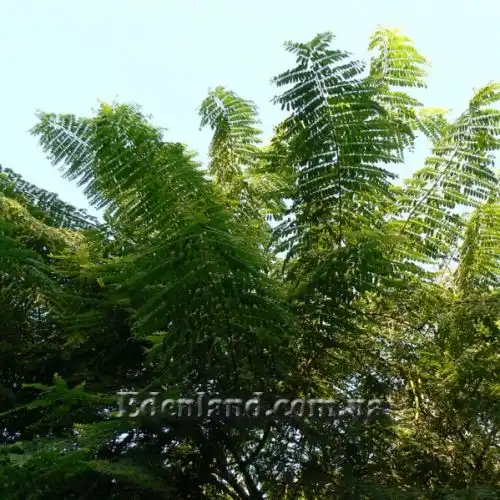 Изображение Кассия Ренигера - Cassia Renigera