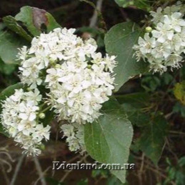 Изображение Домбея цимоза   - Dombeya cymosa