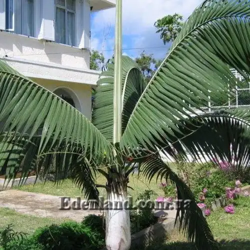 Изображение Диктиосперма белая разн. Соединенная - Dictyosperma album var. Conjugatum 