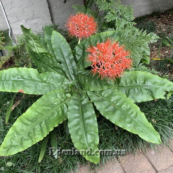 Изображение цветение в саду