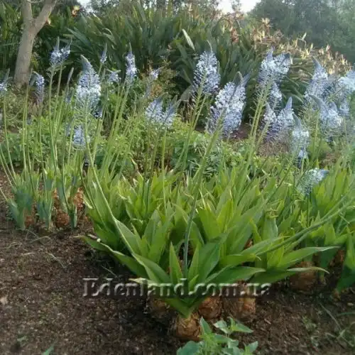 Зображення Мервілла свинцева - Merwilla plumbea