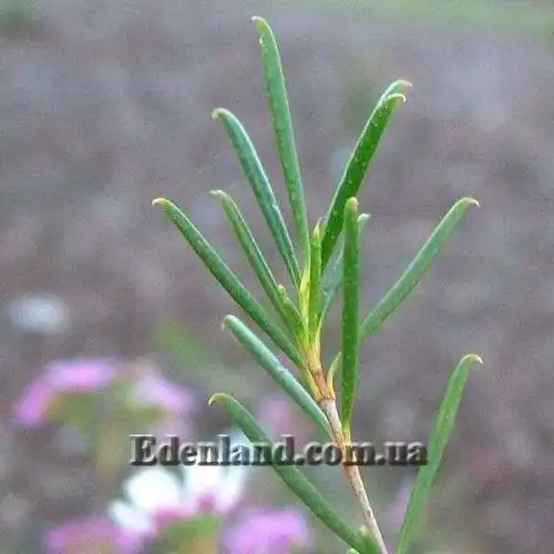 Изображение Хамелауциум крючковатый - Chamelaucium uncinatum