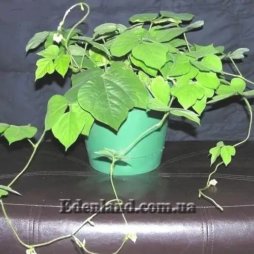 Изображение Пуэрария дольчатая - Pueraria lobata