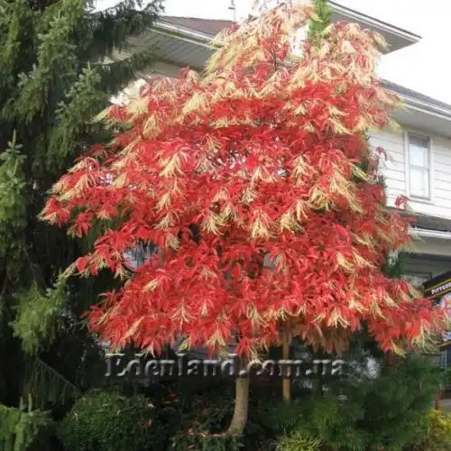 Изображение Оксидендрум древовидный - Oxydendrum arboreum
