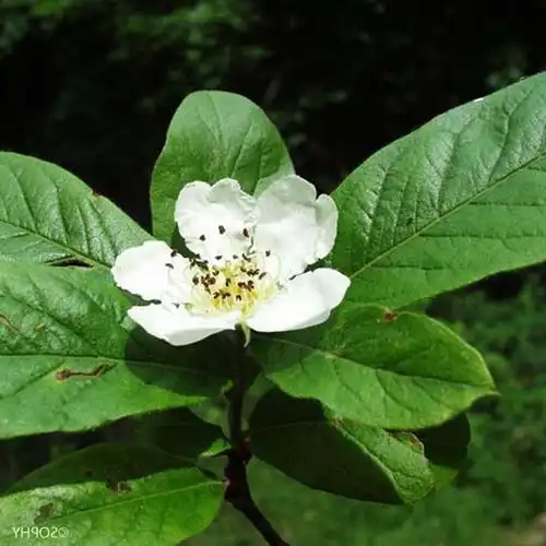 Изображение Кратегус германский  - Crataegus germanica