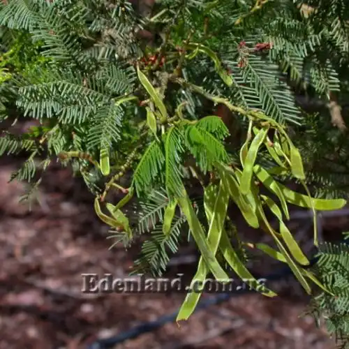 Изображение Акация низбегающая - Acacia decurrens