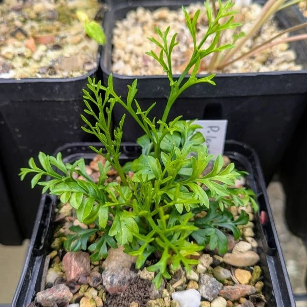 Изображение Пеларгония длиннолистная  - Pelargonium longifolium 