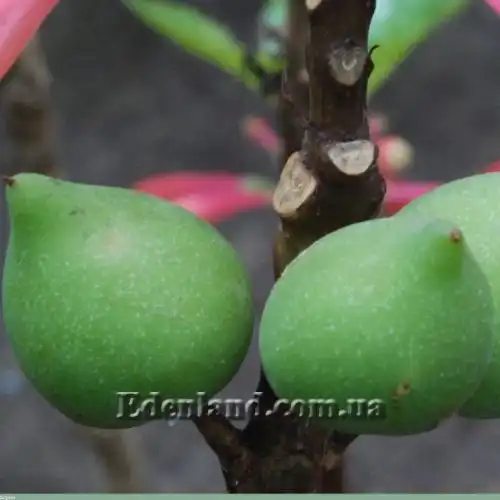 Изображение Дерматоботрис Сандерса  - Dermatobotrys saundersii