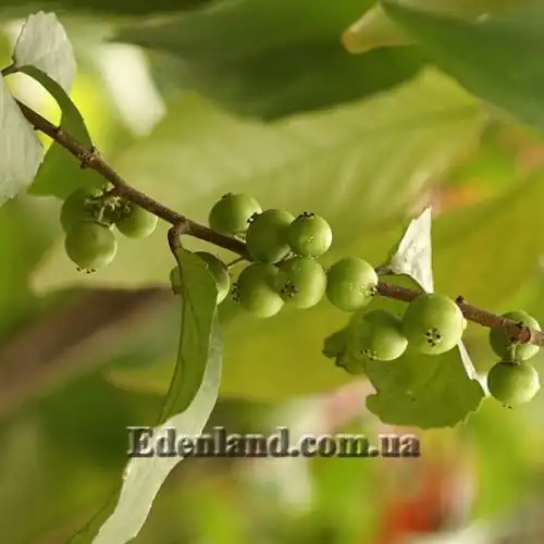 Изображение Флакуртия неколючая  - Flacourtia inermis