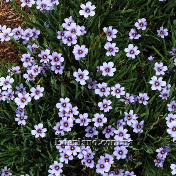 Зображення Сизірінхіум вузьколистий - Sisyrinchium angustifolium