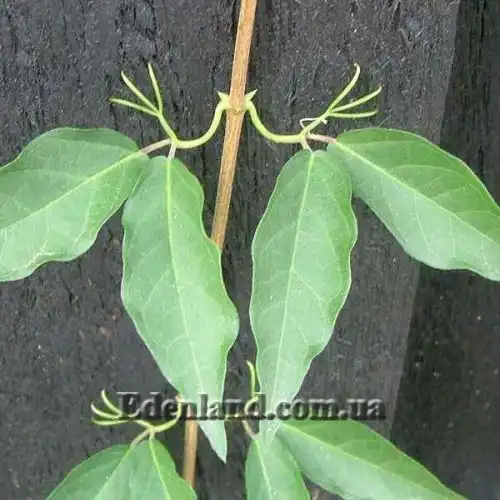 Изображение листья и усики