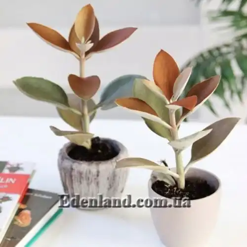 Изображение Каланхоэ оргиалис - Kalanchoe orgyalis