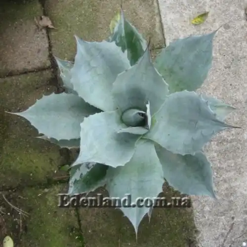 Изображение Агава яйцелистная (Гигант) - Agave ovatifolia (Giant)