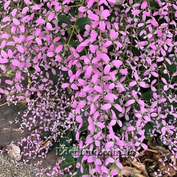 Конгея опушенная - Congea tomentosa