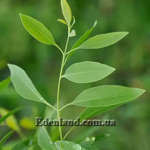 Зображення молодой побег