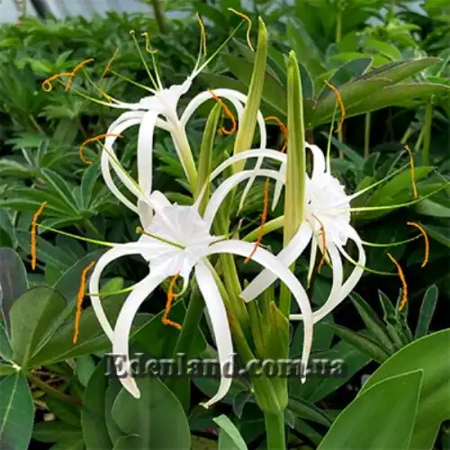 Изображение цветение